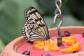 Buntes Geflatter In Jena 7
